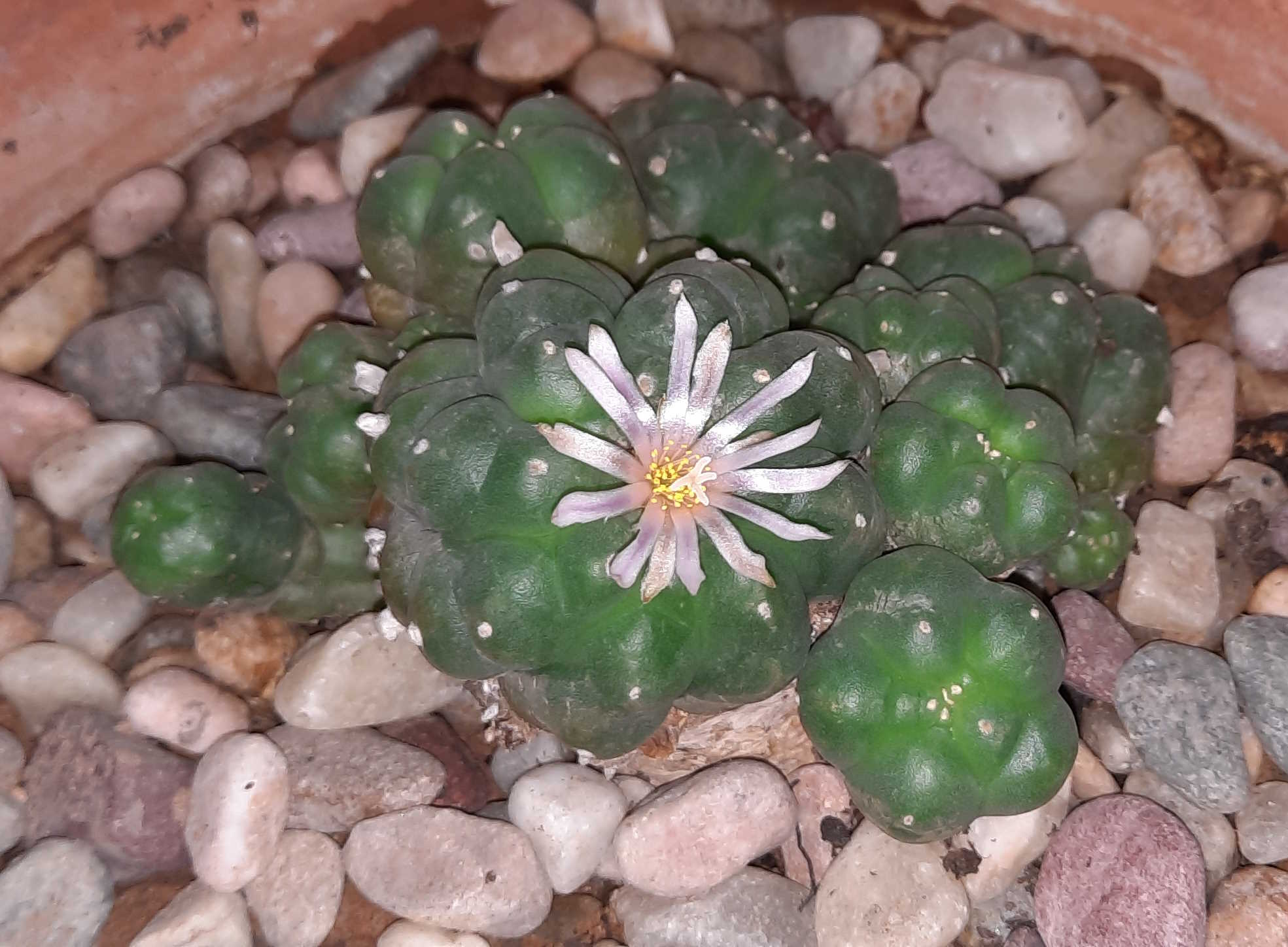 Flowering Peyote
